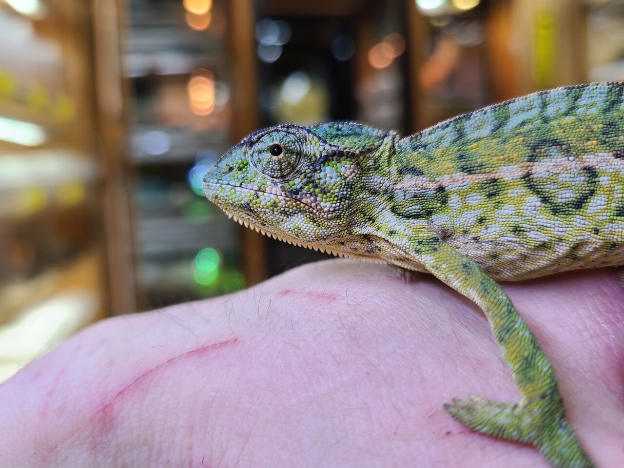 カメレオン 両生類新入荷 カーペット イエアメ 爬虫類倶楽部大宮店公式ブログ