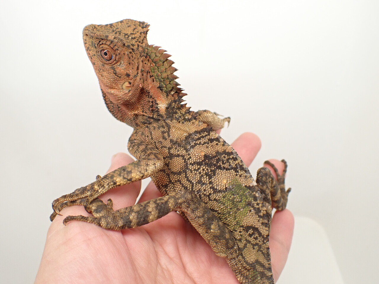 トカゲ NTC MONO＋トカゲとヤモリ マグネット＆ボールチェーン – ネイチャー