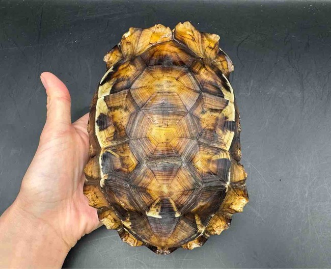 FullSizeRender
