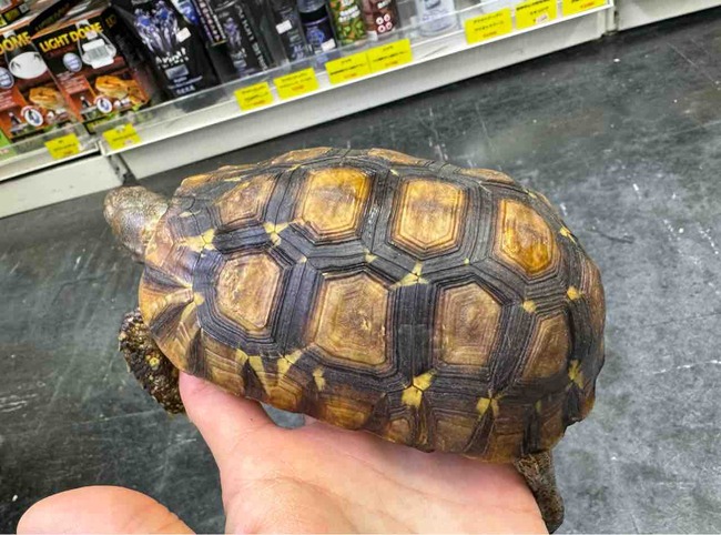 FullSizeRender