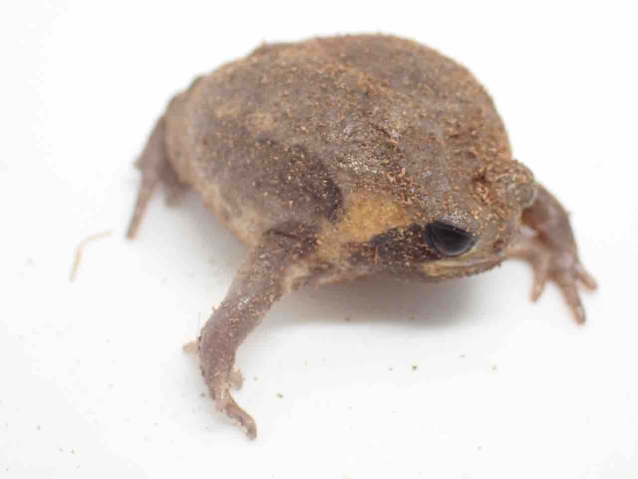 ガマガエルページ ちびかえるを作ろう！動画をアップしました。 | KeiCraft