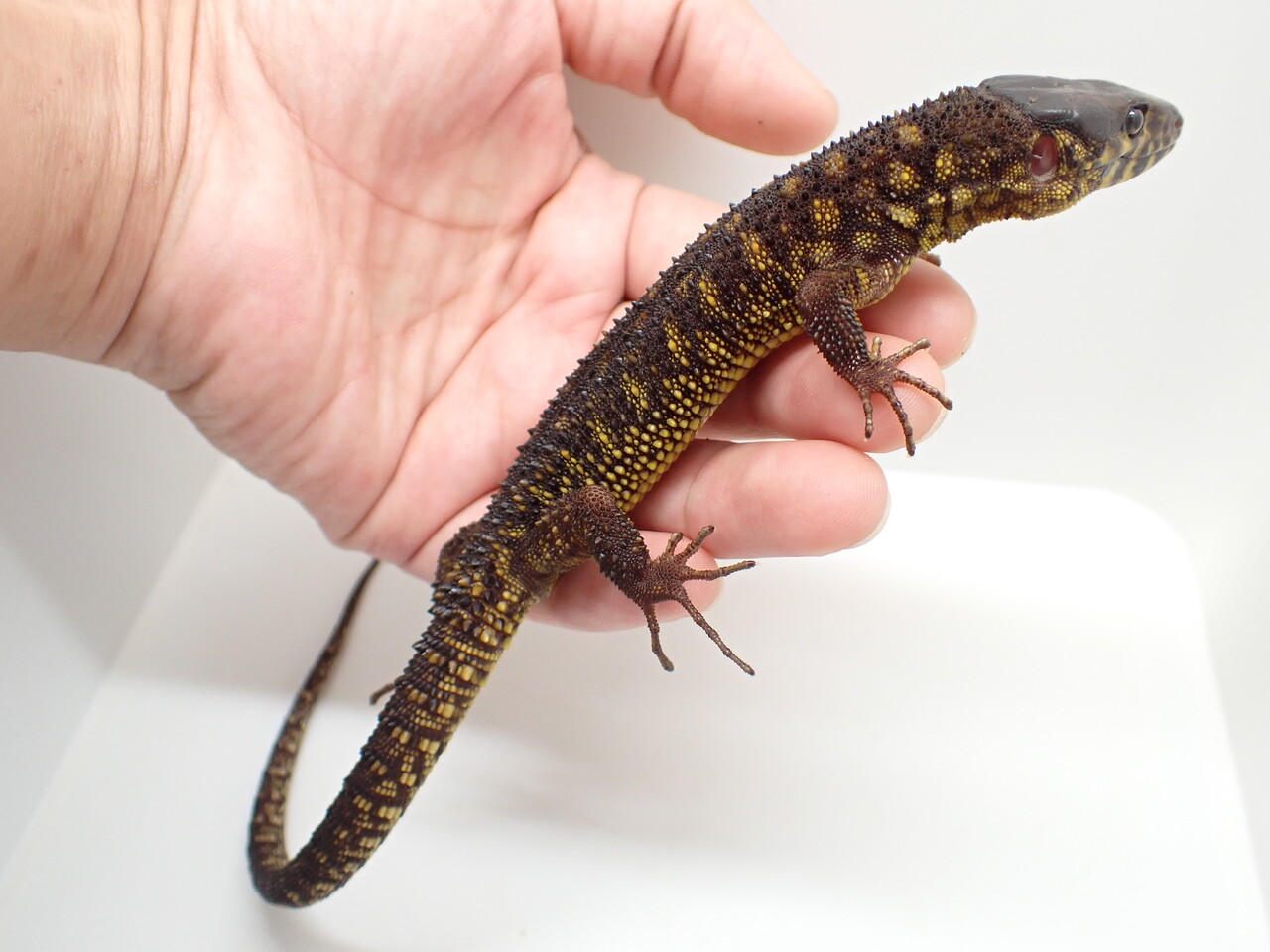 時々トカゲ 新着‼️ヨルトカゲとクビワトカゲ～ : 爬虫類倶楽部大宮店公式ブログ