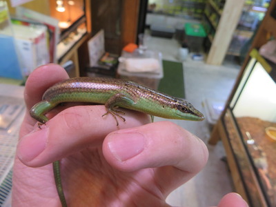 トカゲ 爬虫類倶楽部大宮店公式ブログ