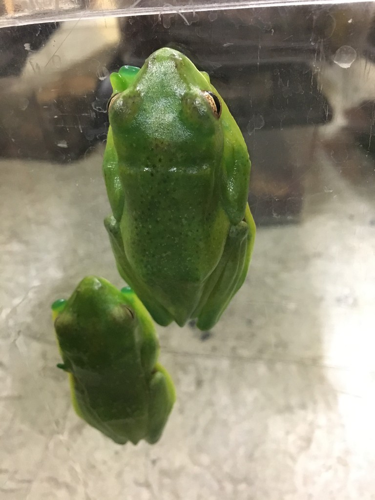 トビガエルやタランチュラもきてます 爬虫類倶楽部大宮店公式ブログ