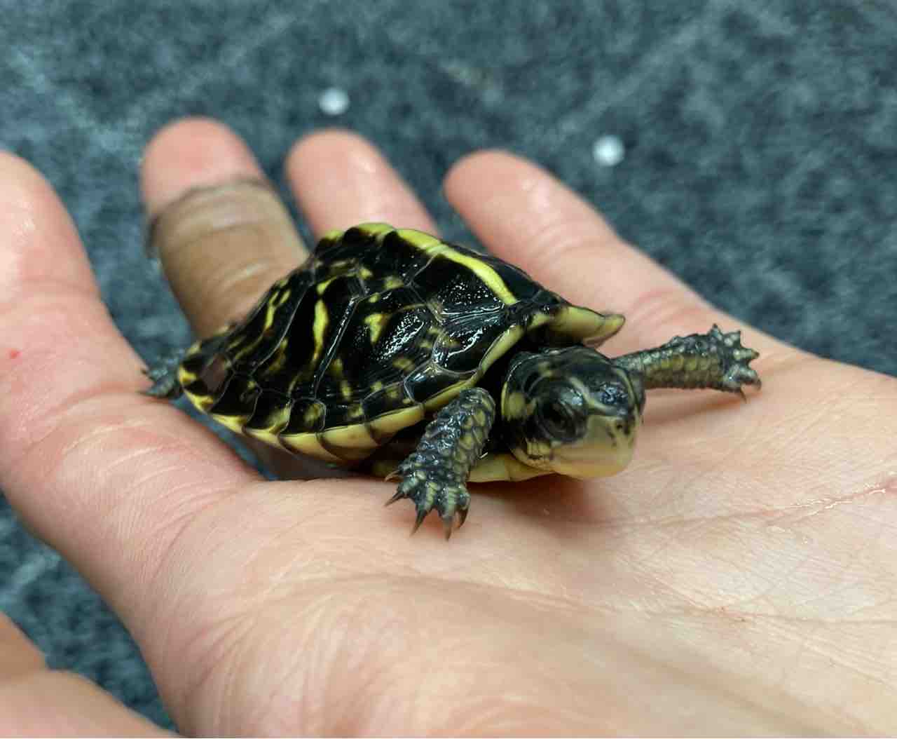 激レア】フロリダハコガメ骨格標本(甲羅) フルアダルト 剥製 爬虫類