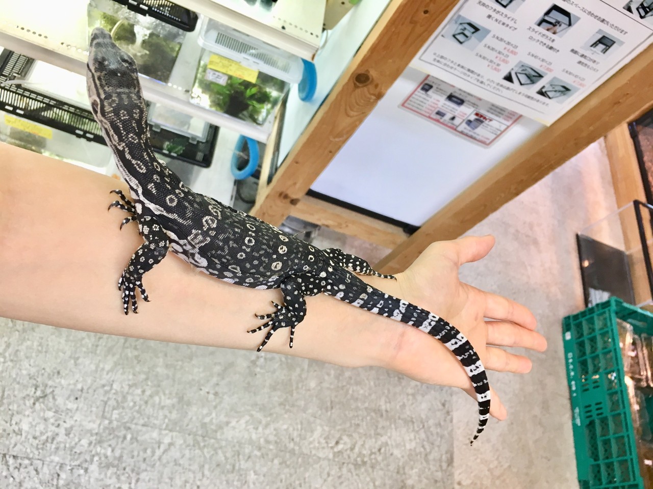 白黒の高貴なトカゲさん達 黄色な方も 爬虫類倶楽部大宮店公式ブログ 白黒の高貴なトカゲさん達 黄色な方も 爬虫類倶楽部大宮店公式ブログ