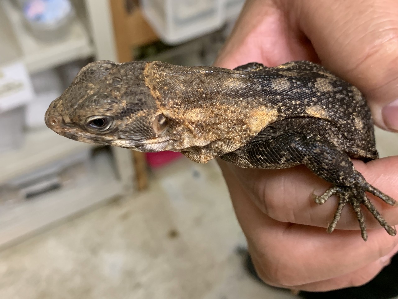 クラークトゲオイグアナ アカメ クビワトカゲ入荷 爬虫類倶楽部大宮店公式ブログ