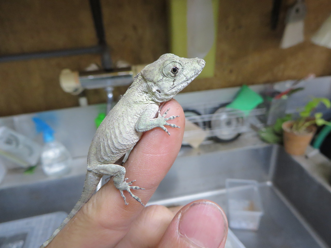 ドイツハムショー エジプト便 トカゲ 奇蟲 爬虫類倶楽部大宮店公式ブログ ドイツハムショー エジプト便 トカゲ 奇蟲 爬虫類倶楽部大宮店公式ブログ