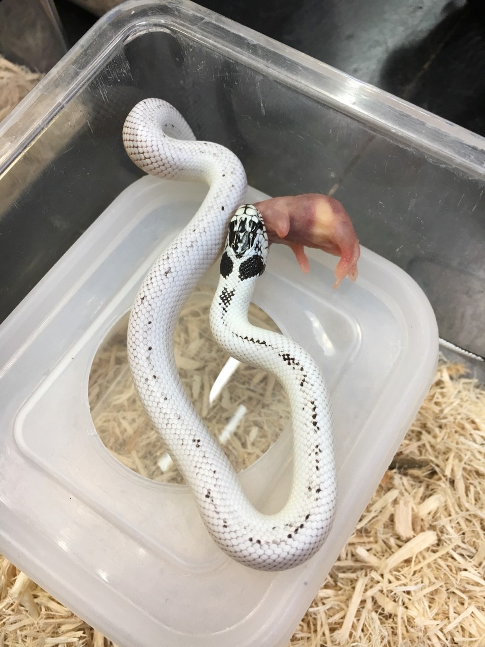 ヘビ新入荷 爬虫類倶楽部大宮店公式ブログ
