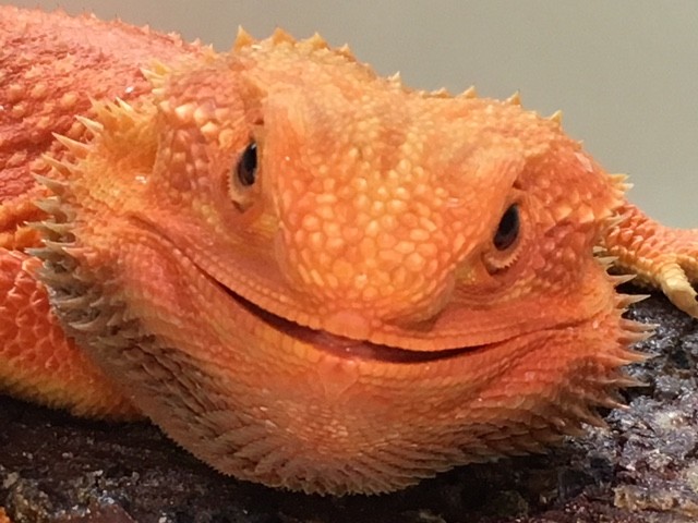 冨水さんくるぞ フトアゴきたぞ 爬虫類倶楽部大宮店公式ブログ