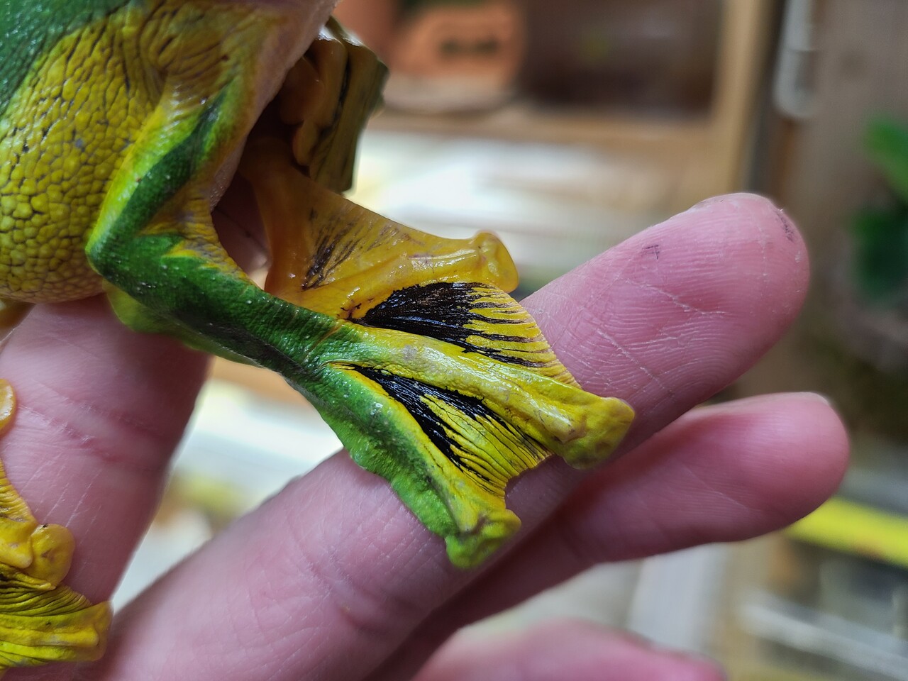 両生類新入荷 ノルハヤティ クロマク ヒスイ ワキモン ミツヅノ シンジュメ 爬虫類倶楽部大宮店公式ブログ