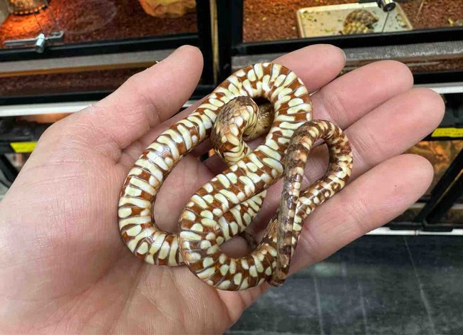 FullSizeRender