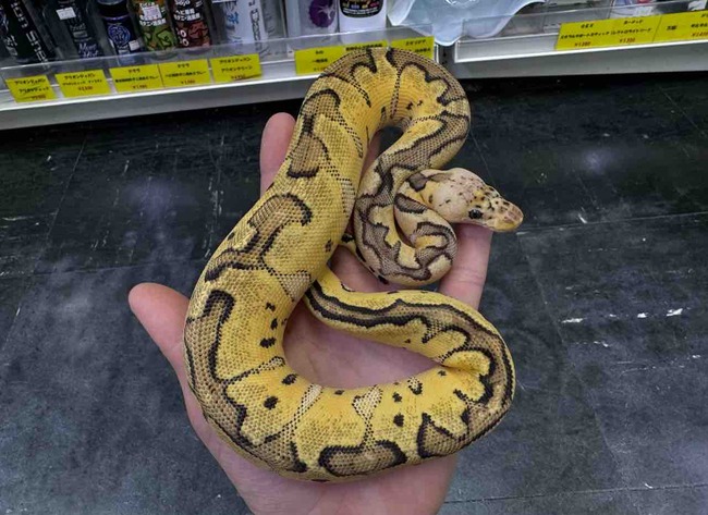FullSizeRender