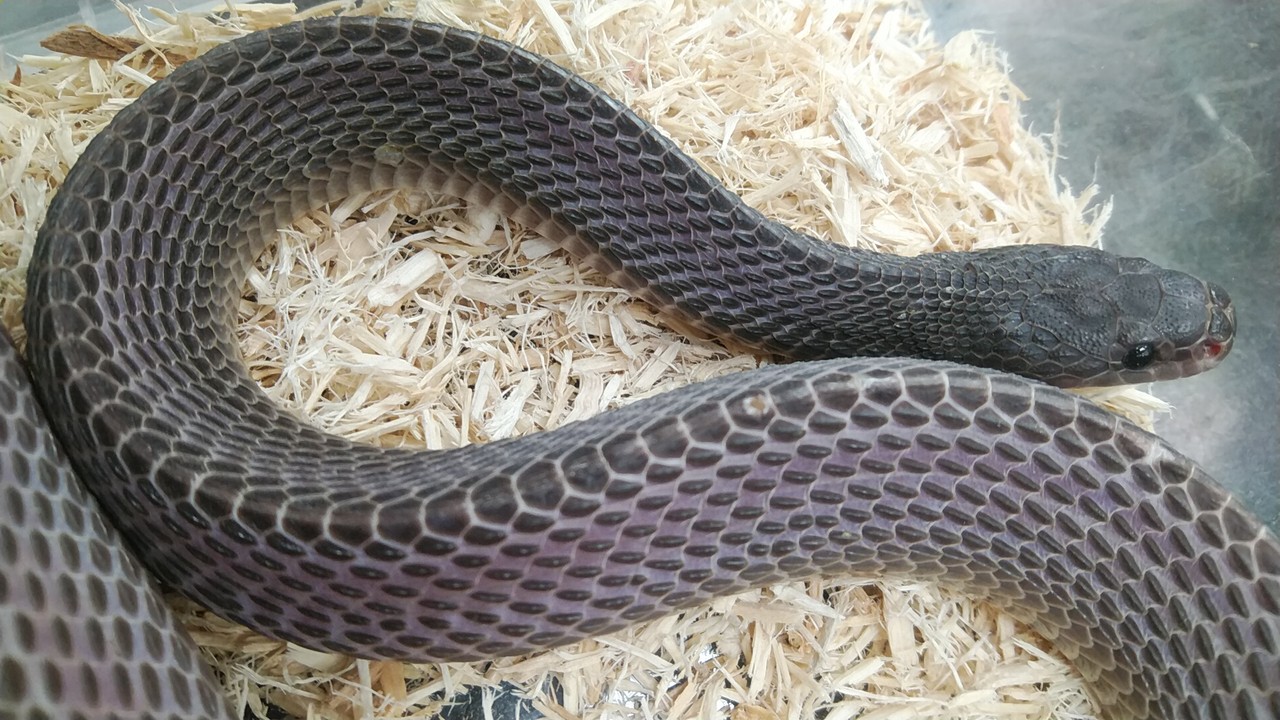 ヘビ ヤモリ新入荷 爬虫類倶楽部大宮店公式ブログ ヘビ ヤモリ新入荷 爬虫類倶楽部大宮店公式ブログ
