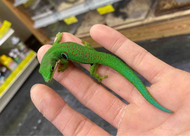 FullSizeRender