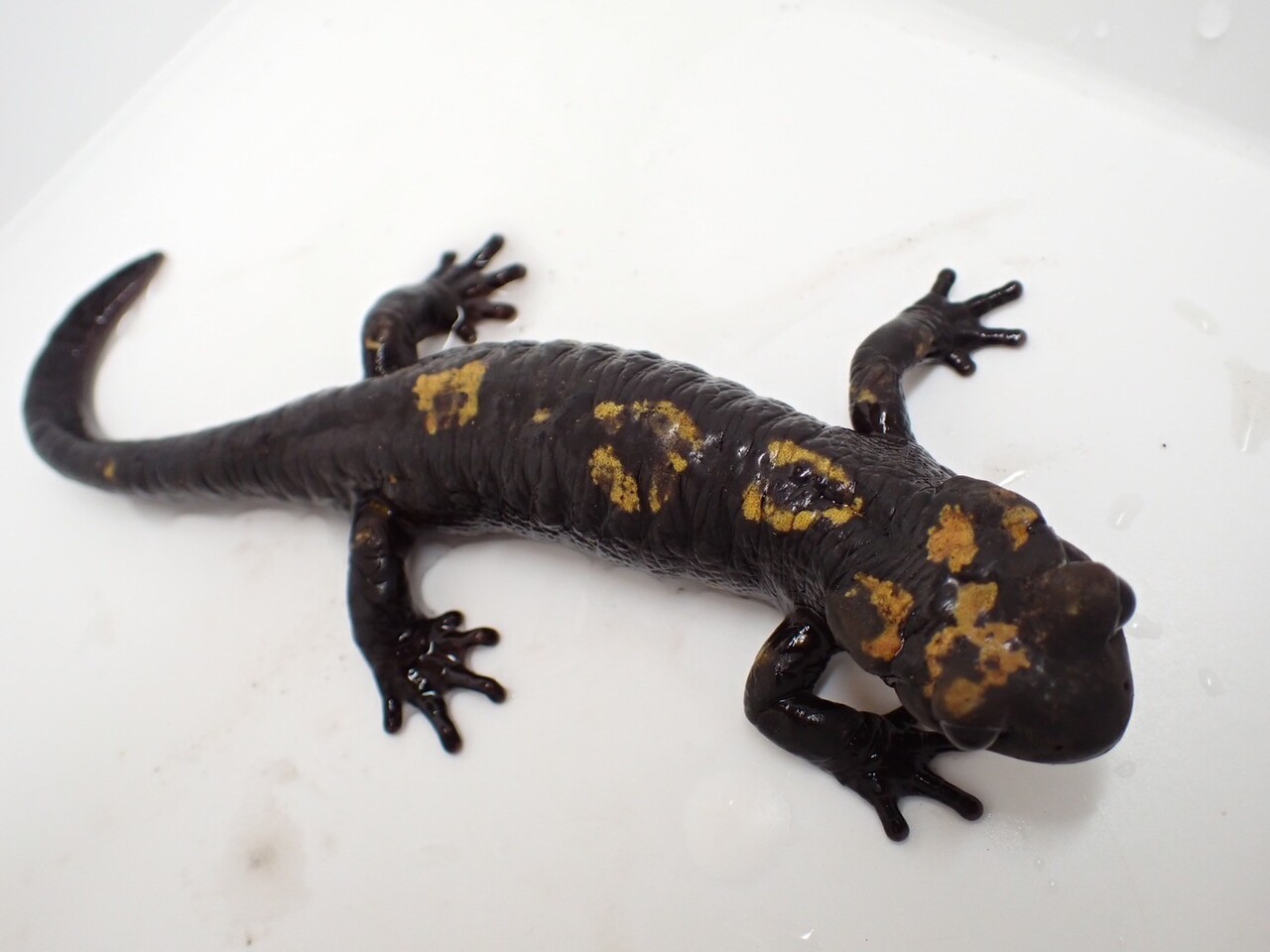 ファイヤーサラマンダーご紹介【大宮店】 | 爬虫類倶楽部
