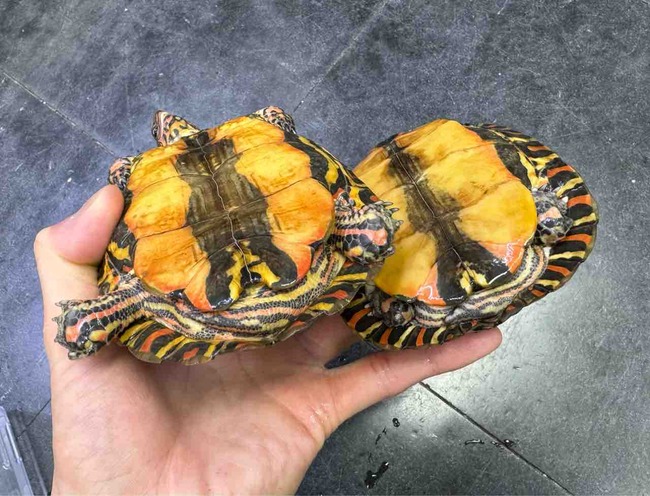 FullSizeRender