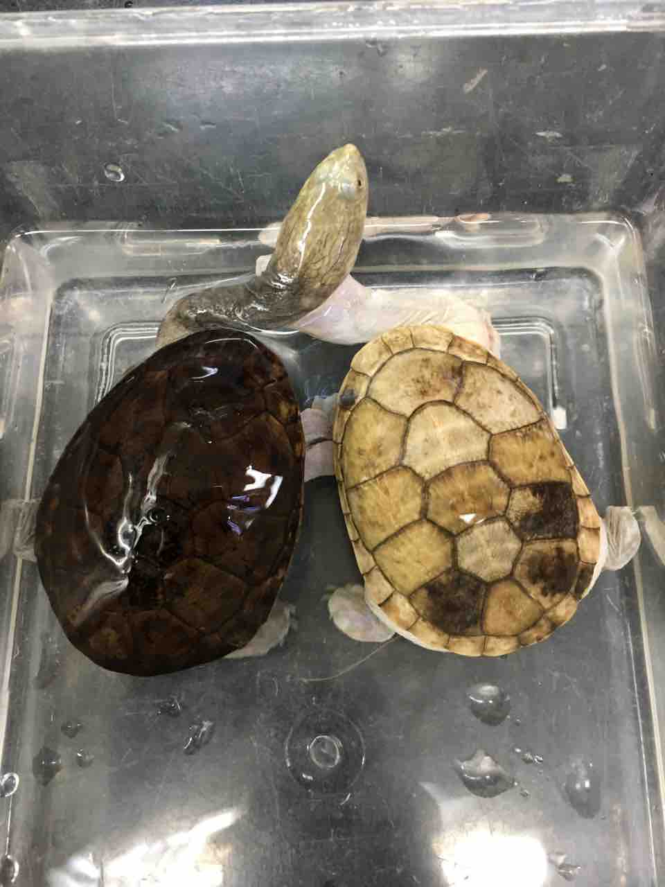 カメ新入荷 色変わり なジーベン 爬虫類倶楽部大宮店公式ブログ カメ新入荷 色変わり なジーベン 爬虫類倶楽部大宮店公式ブログ