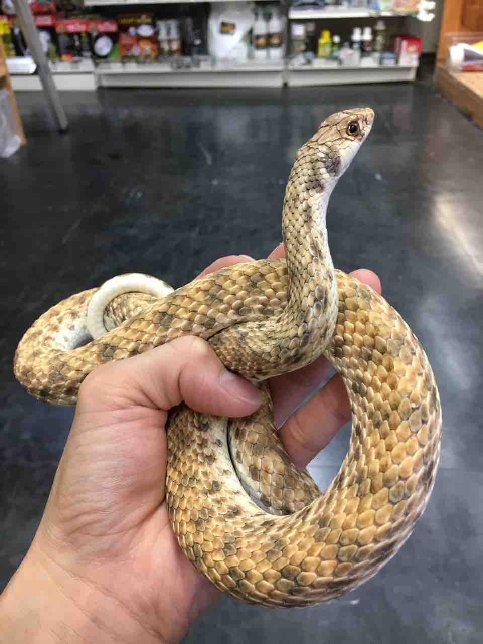 ヘビ 生体在庫紹介 その２ 爬虫類倶楽部大宮店公式ブログ