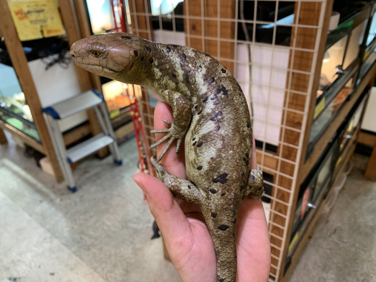 トカゲ新入荷 モニター オマキなど 爬虫類倶楽部大宮店公式ブログ