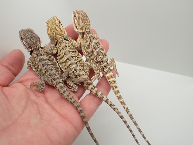 LINE_ALBUM_20240411_240412_33