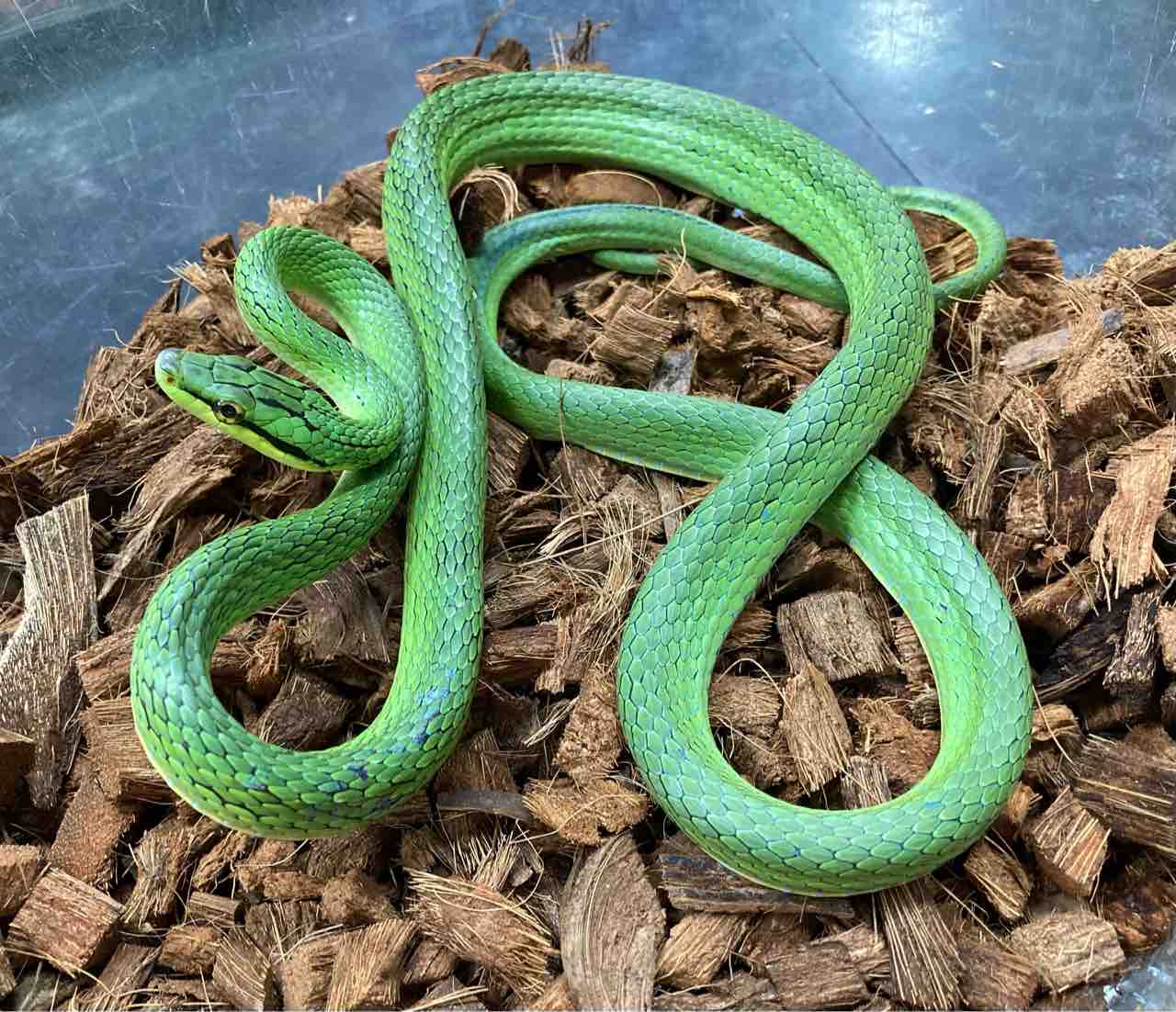 ヘビ 新入荷 爬虫類倶楽部大宮店公式ブログ