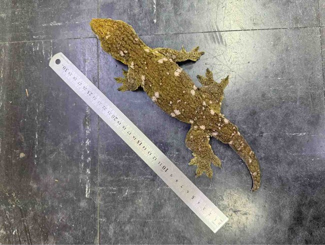 FullSizeRender