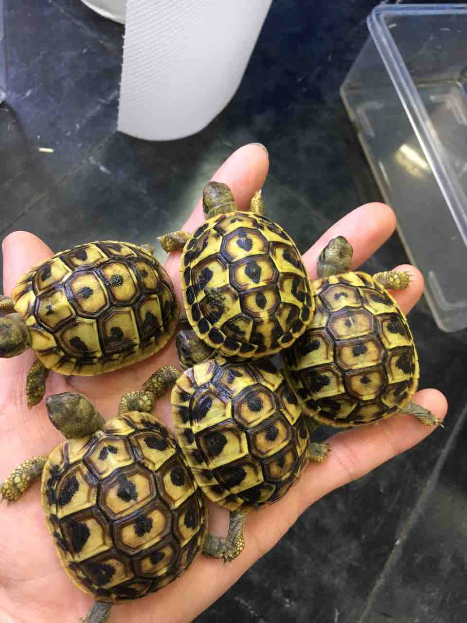 ヘビ カメ新入荷 ドイツ便など 爬虫類倶楽部大宮店公式ブログ