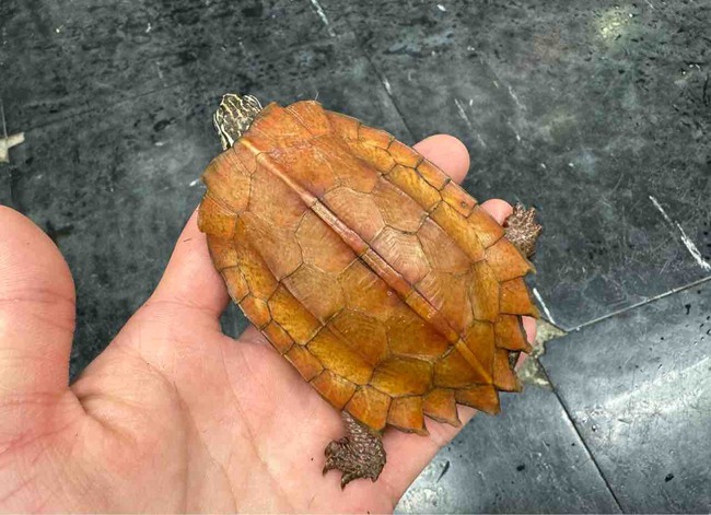 FullSizeRender