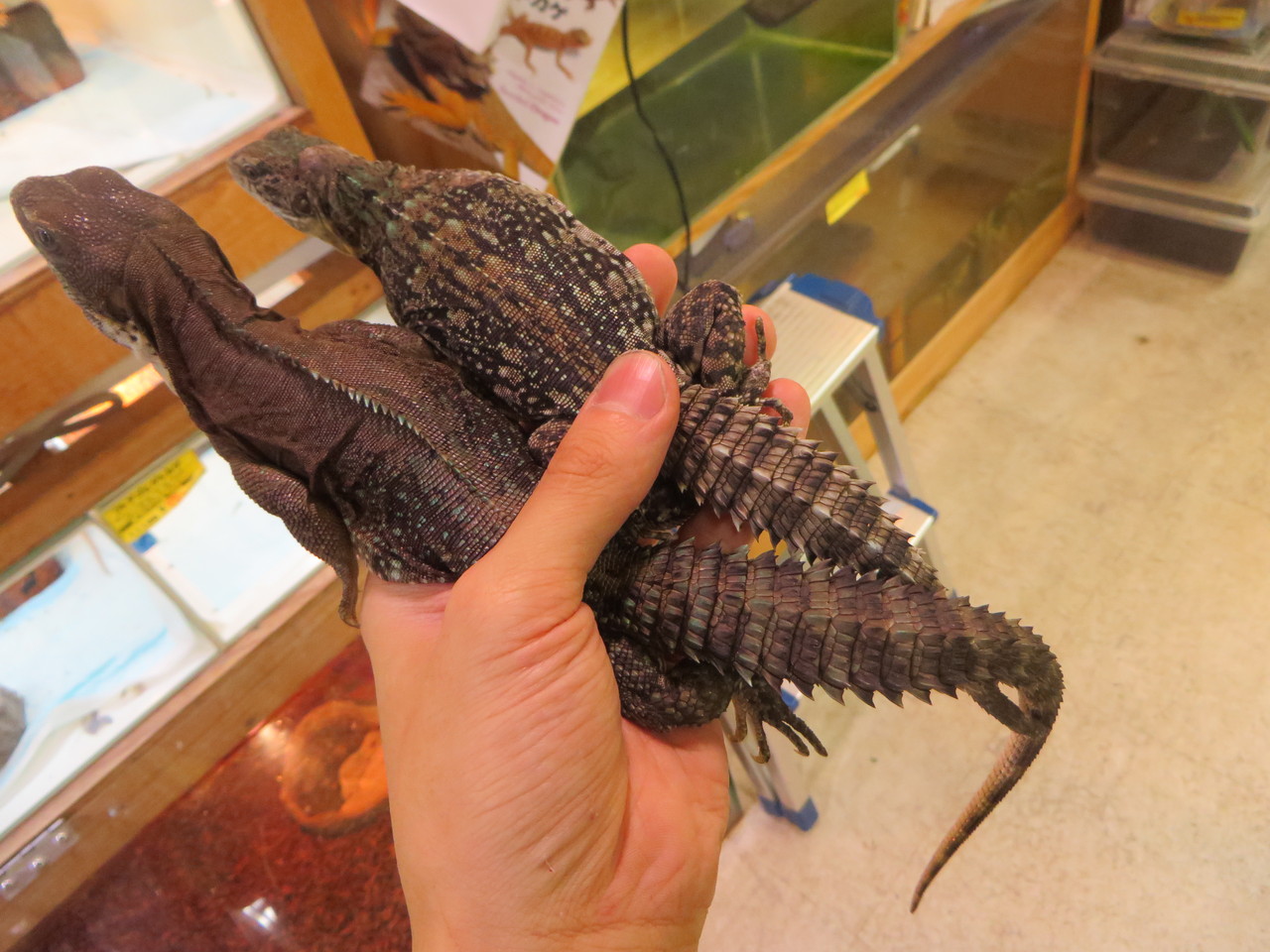 ドイツハムショー便 トカゲ 爬虫類倶楽部大宮店公式ブログ ドイツハムショー便 トカゲ 爬虫類倶楽部大宮店公式ブログ