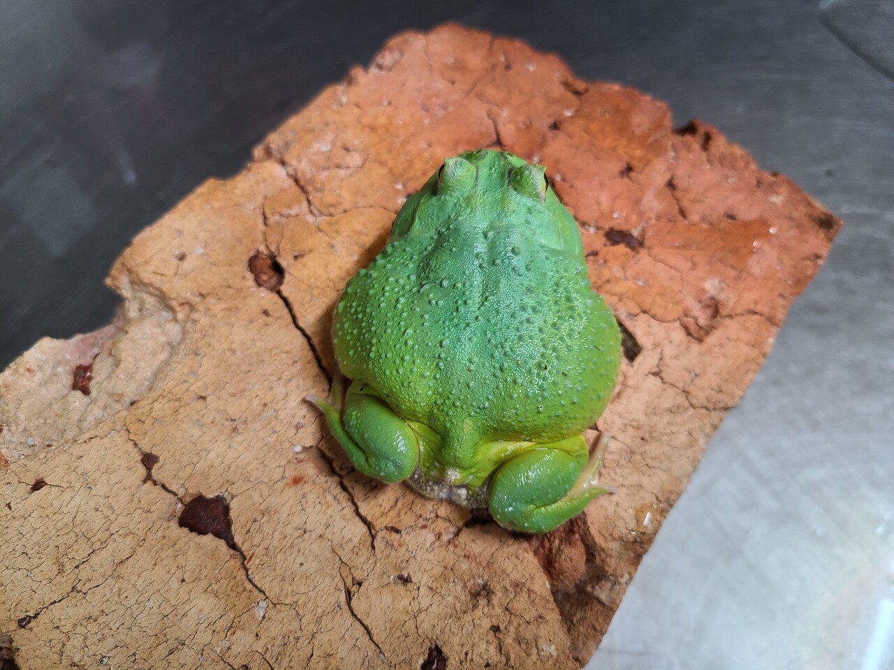 両生類新入荷!クランウェル マスカット!&ツノガエル在庫紹介! 爬虫類倶楽部大宮店公式ブログ 両生類新入荷!クランウェル マスカット!&ツノガエル在庫紹介! 爬虫類倶楽部大宮店公式ブログ