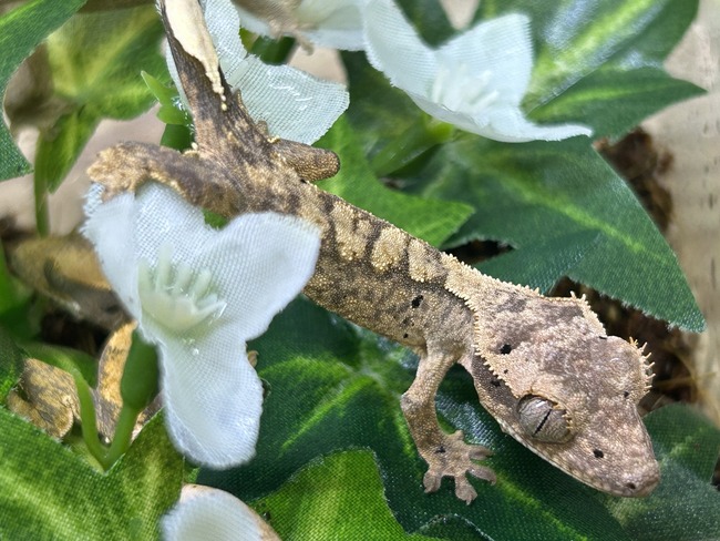 727DC8CB-3070-4A0B-A07B-AE482B335FF5