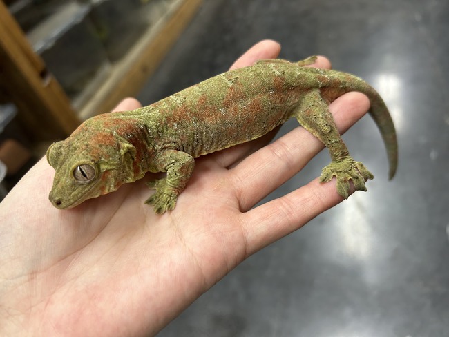 A55D7C10-3110-4AEE-AA7E-24E0FEC66C7D