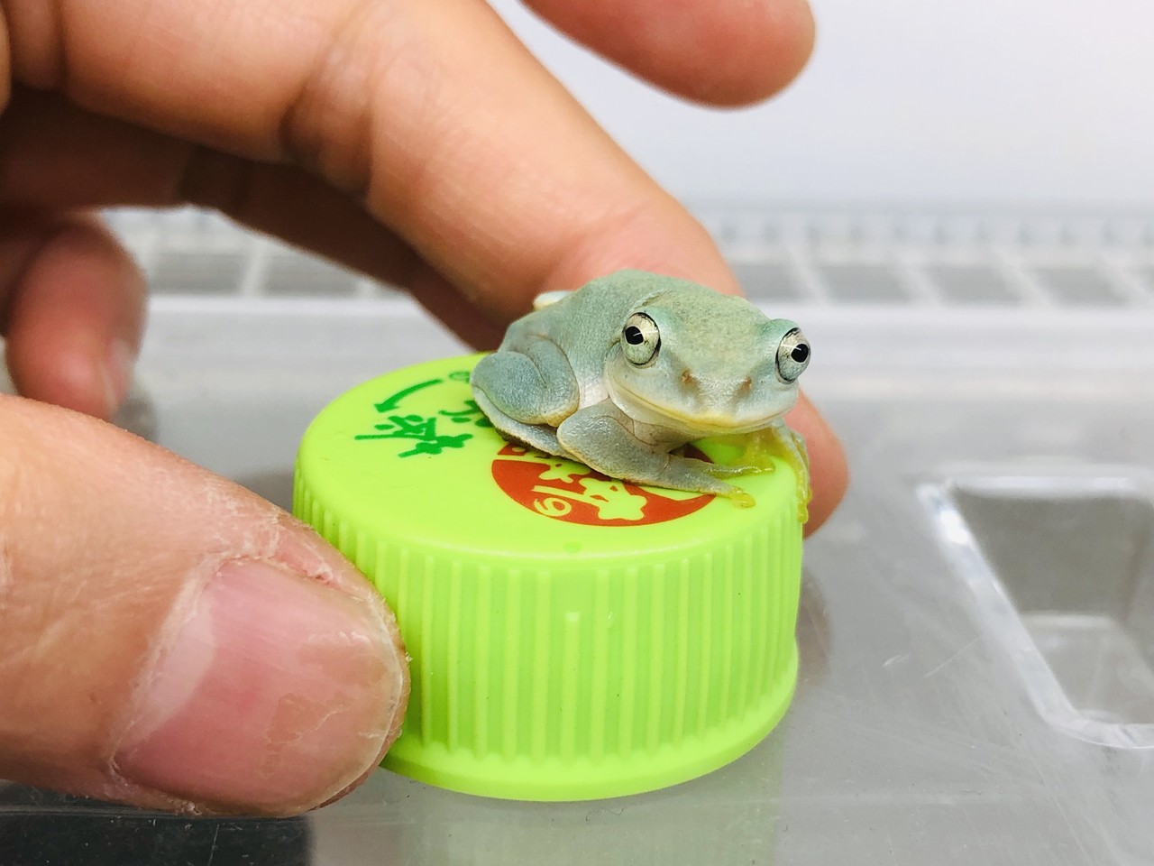 シュレーゲルアオガエルいっぱい来ました 爬虫類倶楽部大宮店公式ブログ