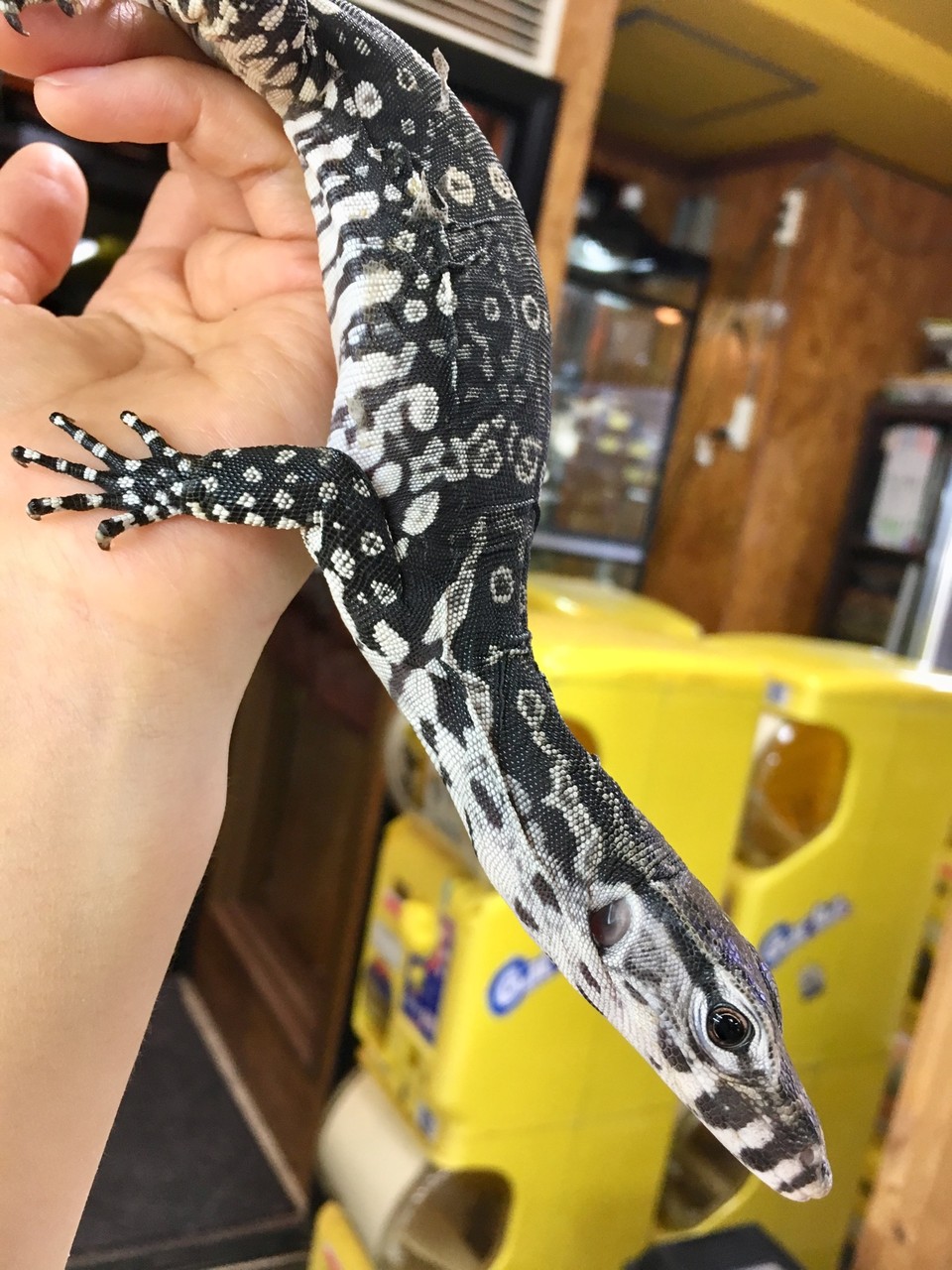 白黒の高貴なトカゲさん達 黄色な方も 爬虫類倶楽部大宮店公式ブログ 白黒の高貴なトカゲさん達 黄色な方も 爬虫類倶楽部大宮店公式ブログ