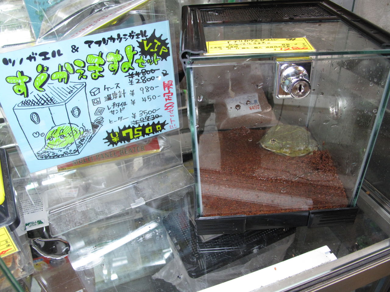 両生類編 ぴーちゃんブログ 爬虫類倶楽部大宮店公式ブログ