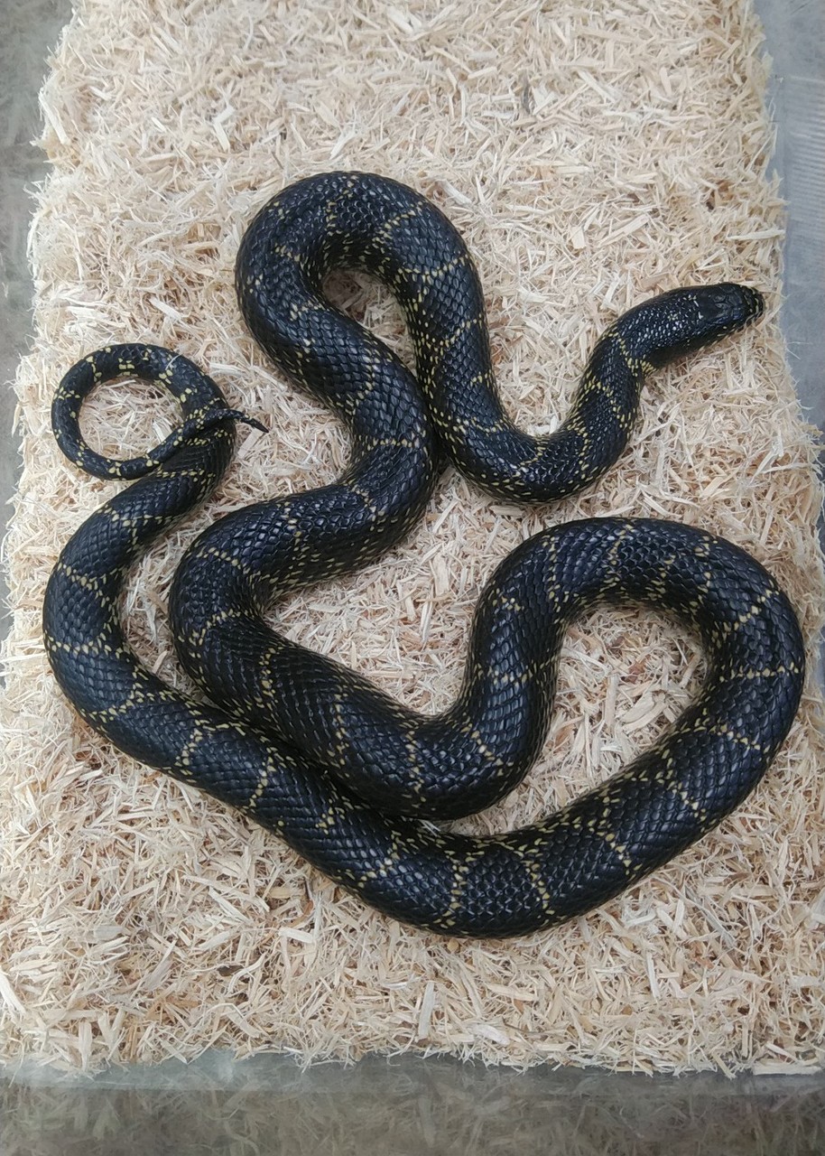 ヘビ新入荷 爬虫類倶楽部大宮店公式ブログ ヘビ新入荷 爬虫類倶楽部大宮店公式ブログ