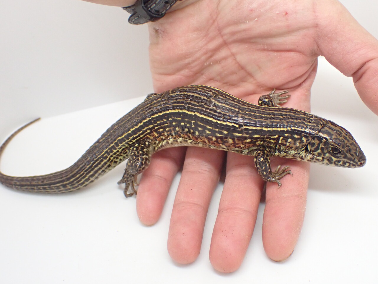 【新品】サソリトカゲス & ミニサソリトカゲス マダガスカル便！トカゲ新着！～ゾノ祭り～ : 爬虫類倶楽部大宮店公式