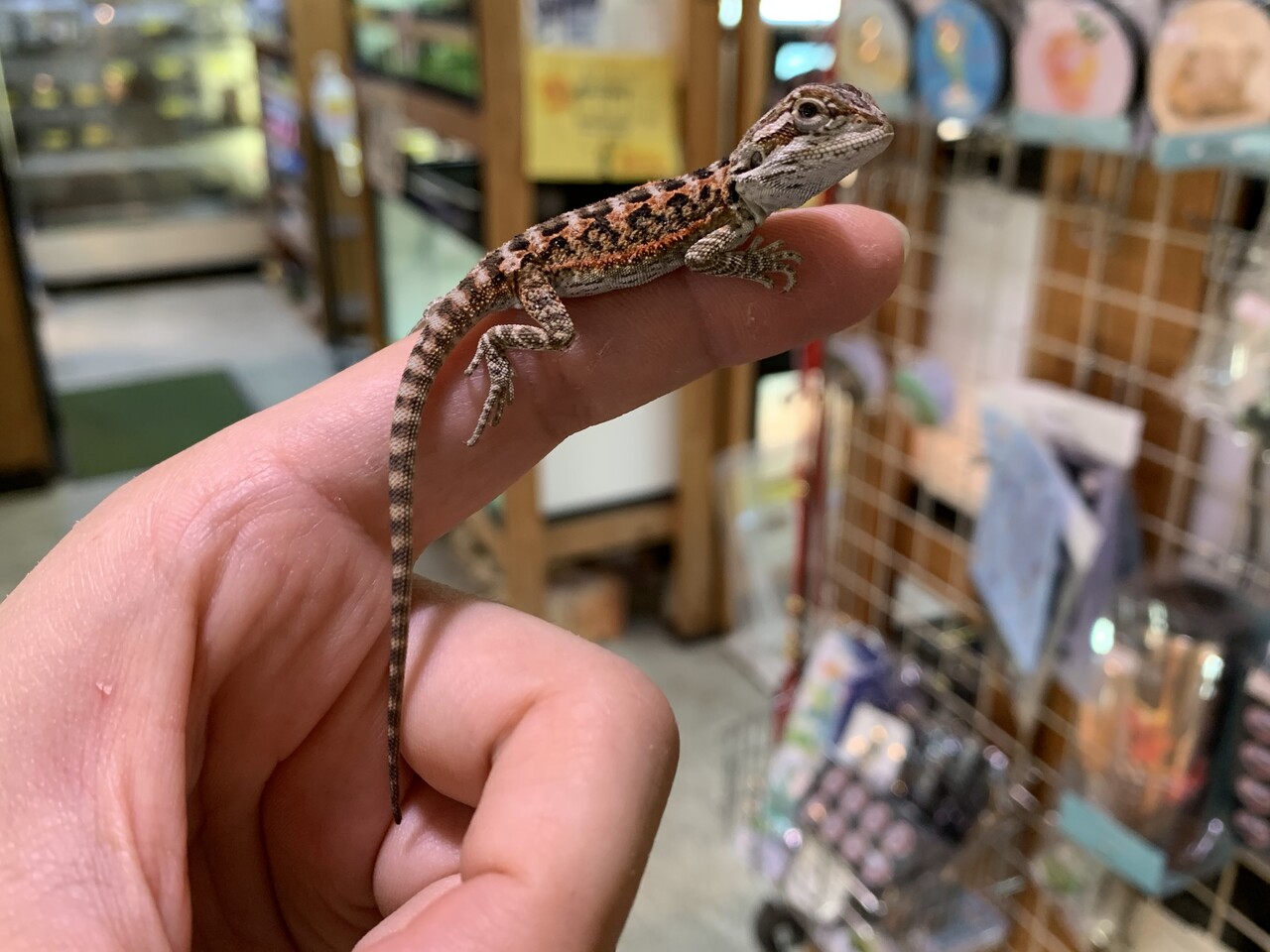 トカゲ新入荷 フトアゴ カナヘビなど 爬虫類倶楽部大宮店公式ブログ トカゲ新入荷 フトアゴ カナヘビなど 爬虫類倶楽部大宮店公式ブログ