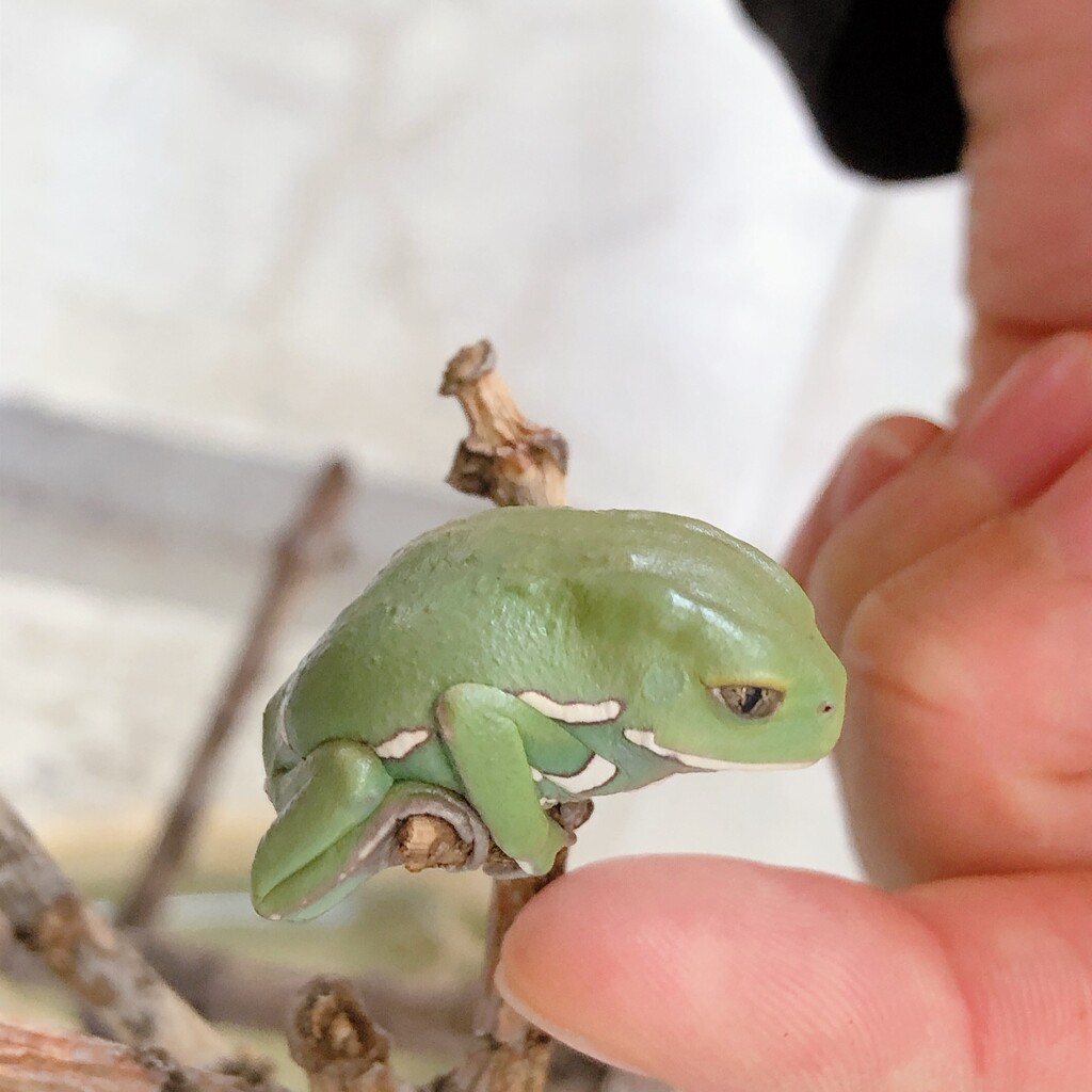 オススメカエル 爬虫類倶楽部大宮店公式ブログ オススメカエル 爬虫類倶楽部大宮店公式ブログ