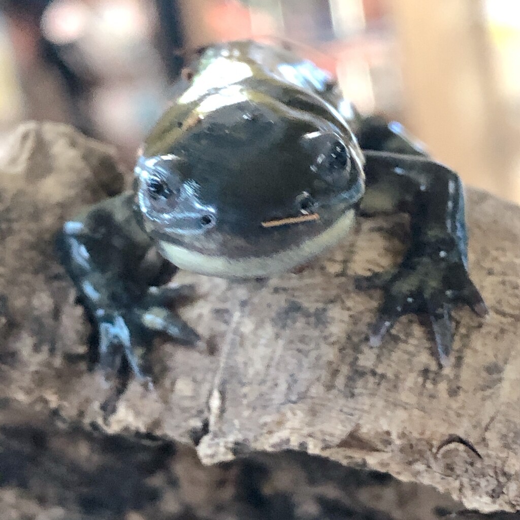 主に サラマンダーたち 爬虫類倶楽部大宮店公式ブログ 主に サラマンダーたち 爬虫類倶楽部大宮店公式ブログ