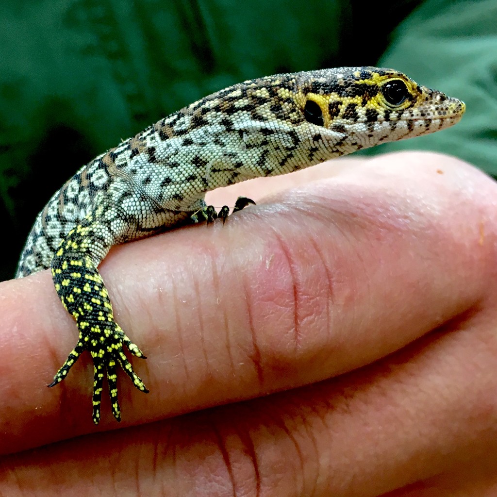 ひらひら付きと孔雀なトカゲとカマキリ アメリカ便 ニューギニア便 爬虫類倶楽部大宮店公式ブログ