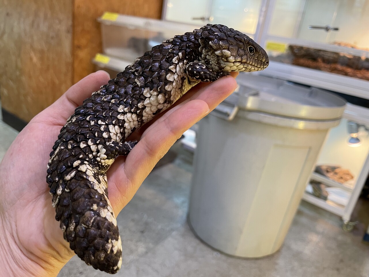 マツカサトカゲ入荷 在庫紹介 爬虫類倶楽部大宮店公式ブログ マツカサトカゲ入荷 在庫紹介 爬虫類倶楽部大宮店公式ブログ