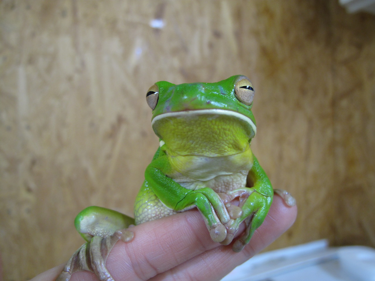 両生類 ぴーちゃんブログ 爬虫類倶楽部大宮店公式ブログ