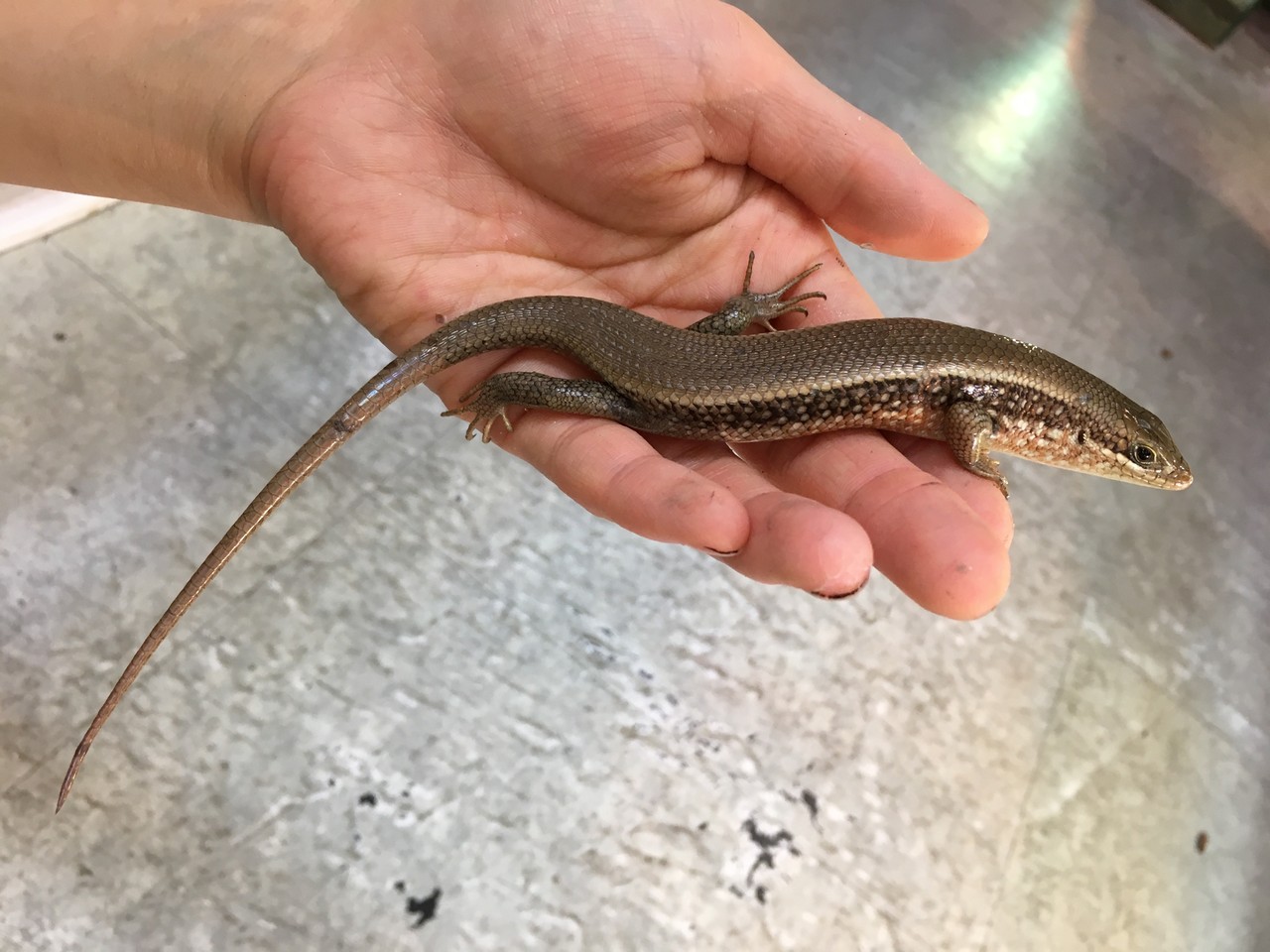 ブラジルツノガエル トカゲ タランチュラ新入荷 爬虫類倶楽部大宮店公式ブログ