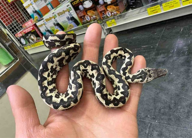 FullSizeRender