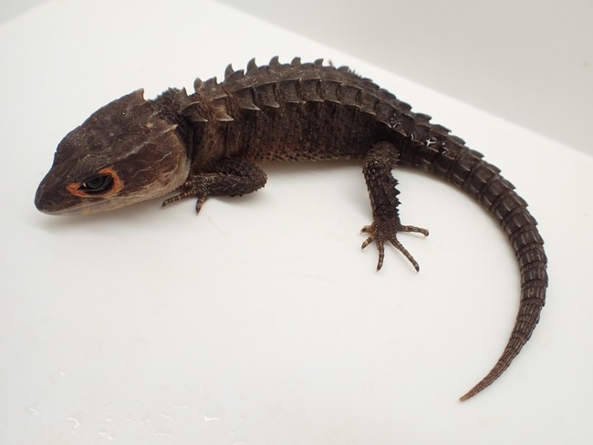 LINE_ALBUM_20241119_241121_33