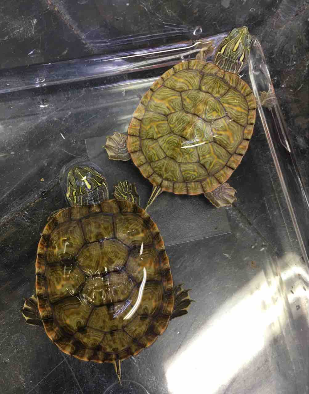 キタアカハラガメ Northern Red Bellied Cooter Japaneseclass Jp キタアカハラガメ Northern Red Bellied Cooter Japaneseclass Jp