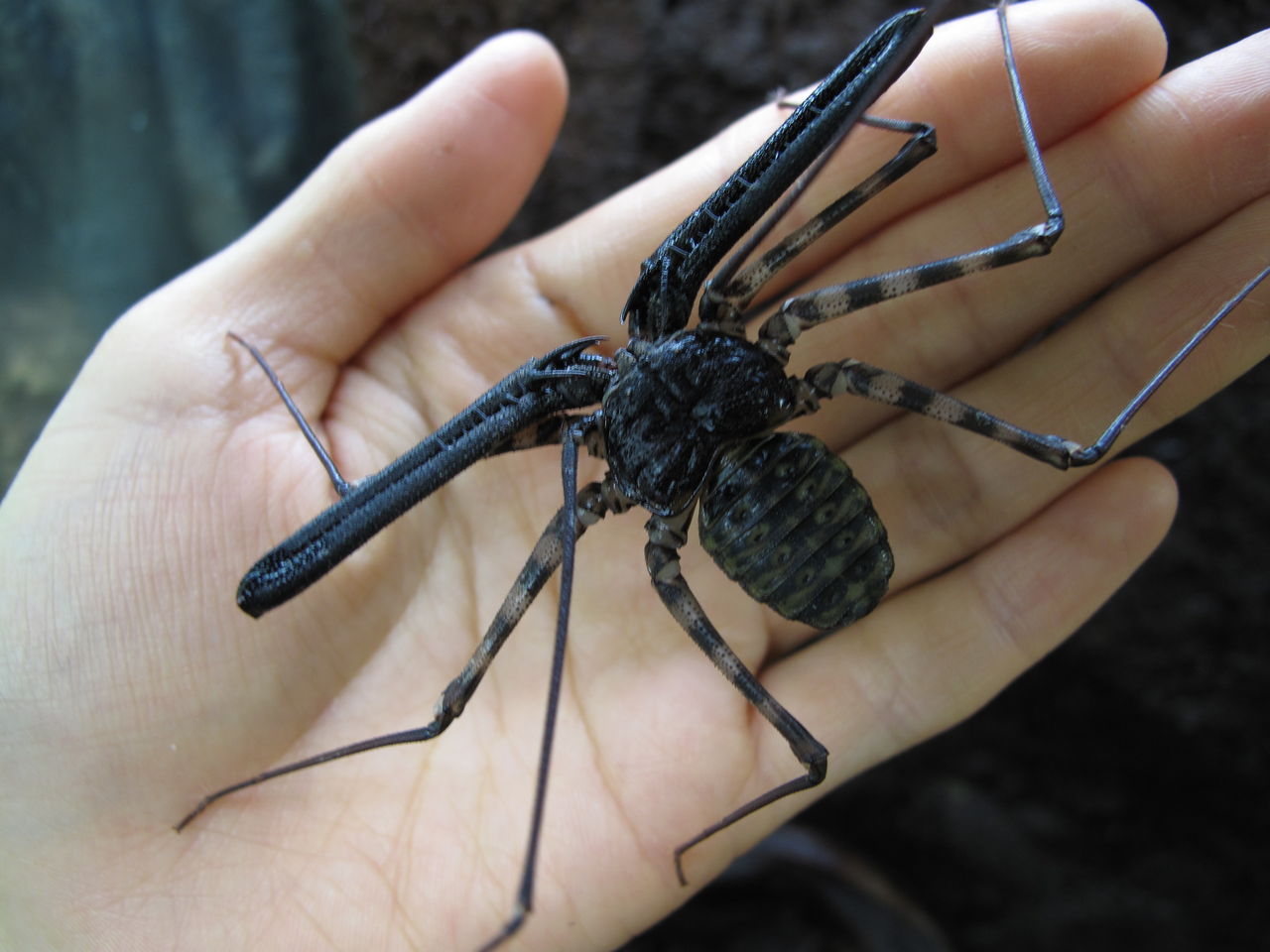 両生類 奇虫編 ぴーちゃんブログ 爬虫類倶楽部大宮店公式ブログ