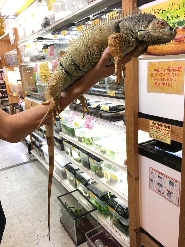 大きなグリーンイグアナ来ました 爬虫類倶楽部大宮店公式ブログ